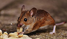 24 Hour & Emergency Exterminators in New Matamoras, OH
